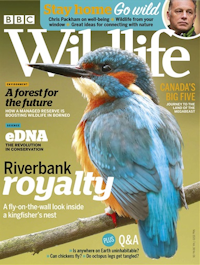 BBC Wildlife