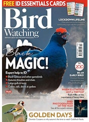 bird watching