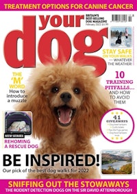 Your Dog