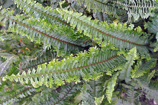 houseplants-improve-air-1