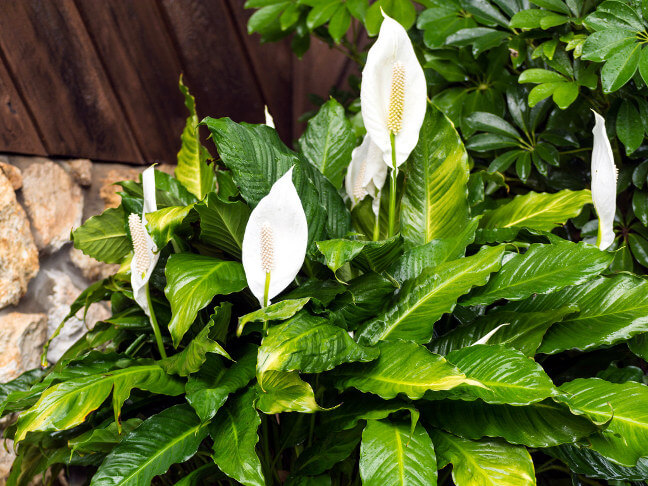 houseplants-improve-air-2