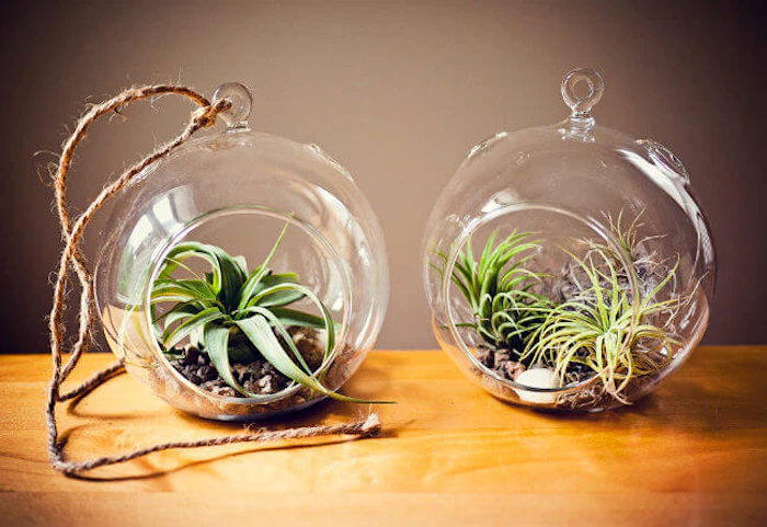 houseplants-improve-air-3