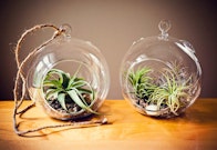 houseplants-improve-air-3