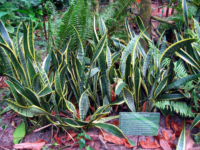 houseplants-improve-air-4