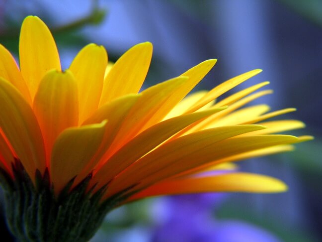 houseplants-improve-air-5