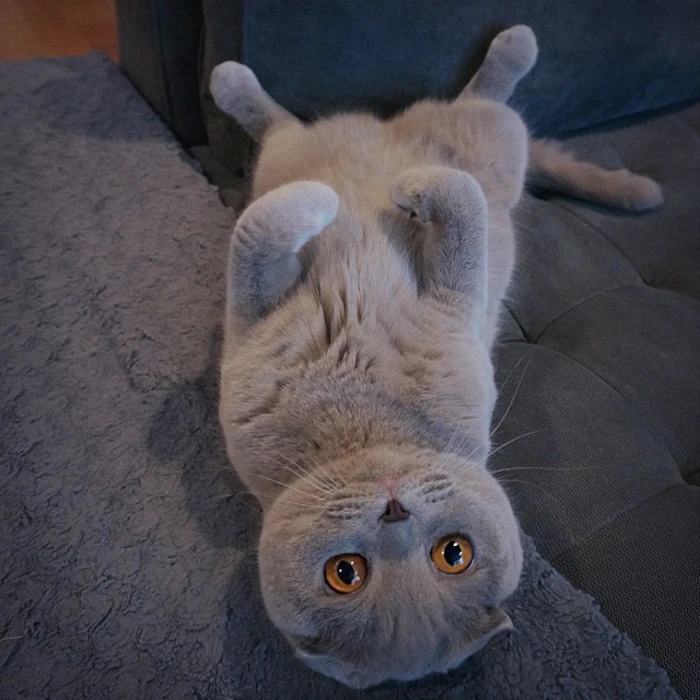 Milla the Cat