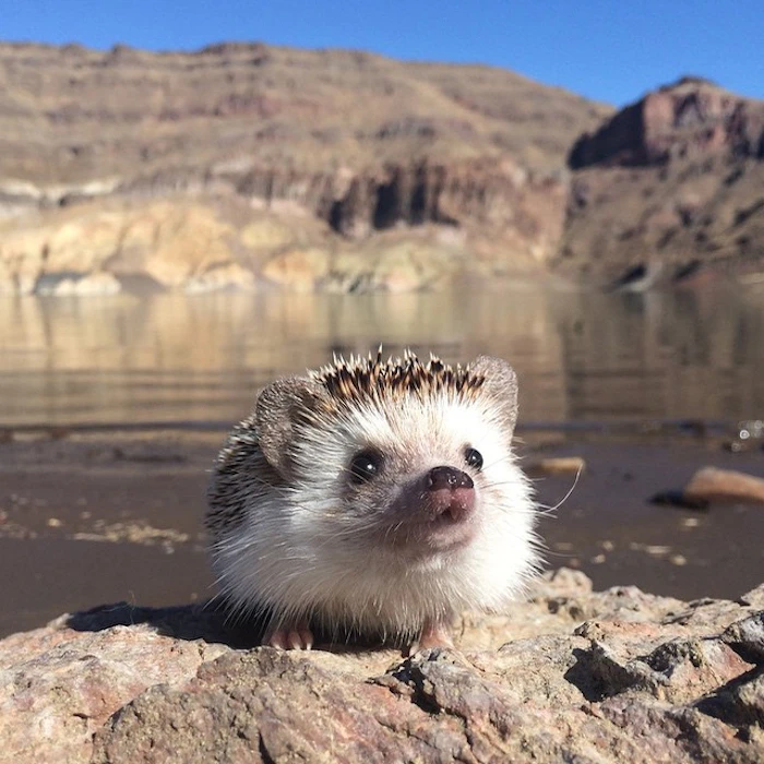 Biddy the Hedgehog