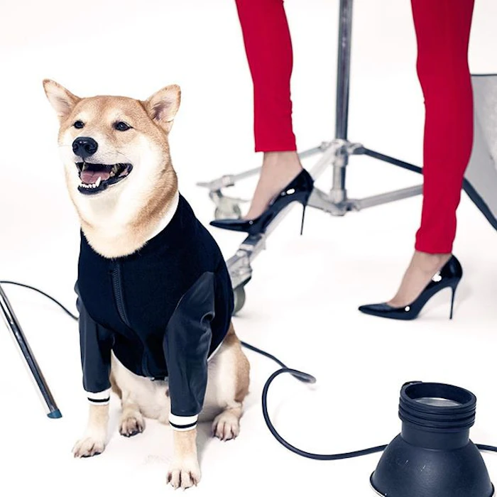 Bodhi Menswear Dog