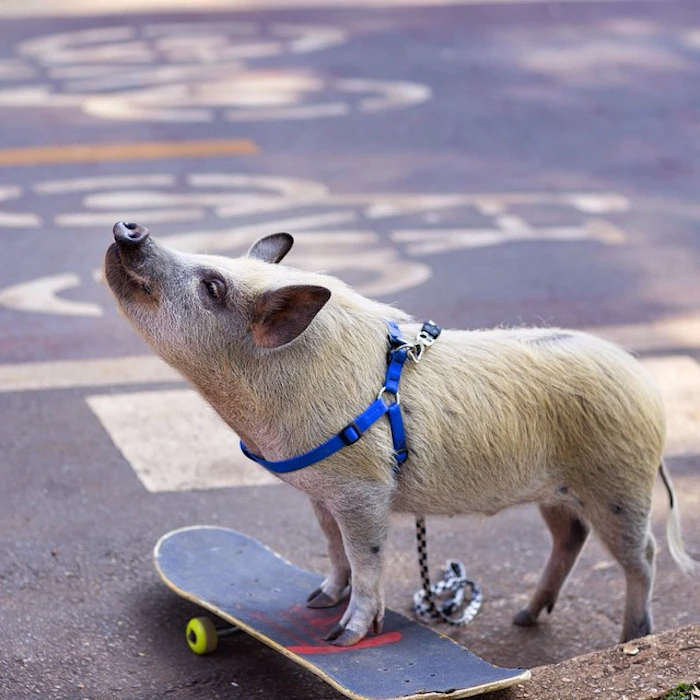 Jamon the Pig