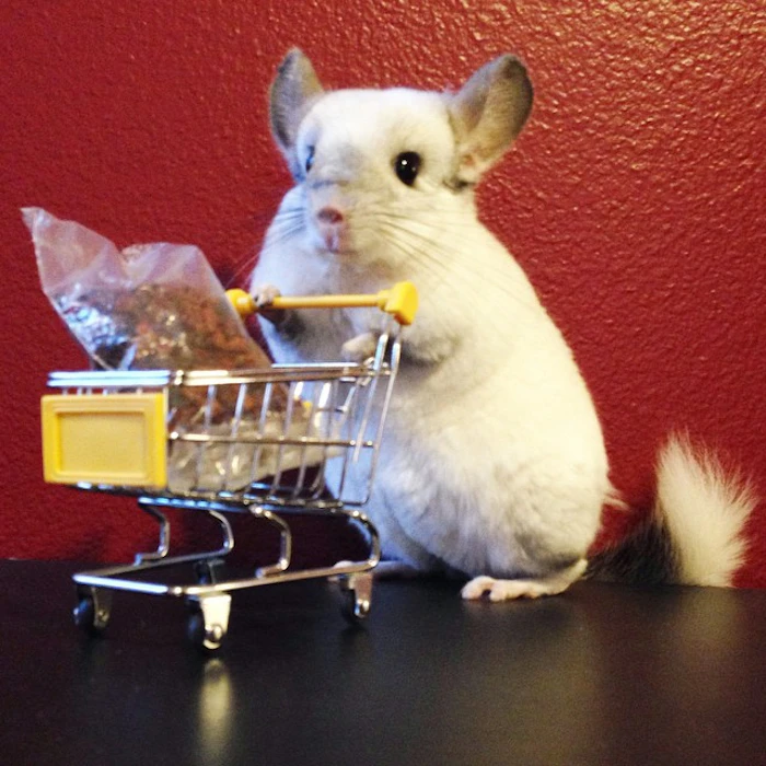 Mr Bagel the Chinchilla