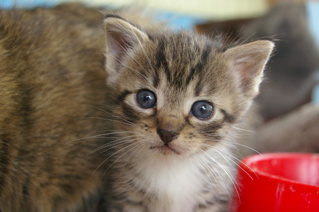 worlds-most-famous-pets