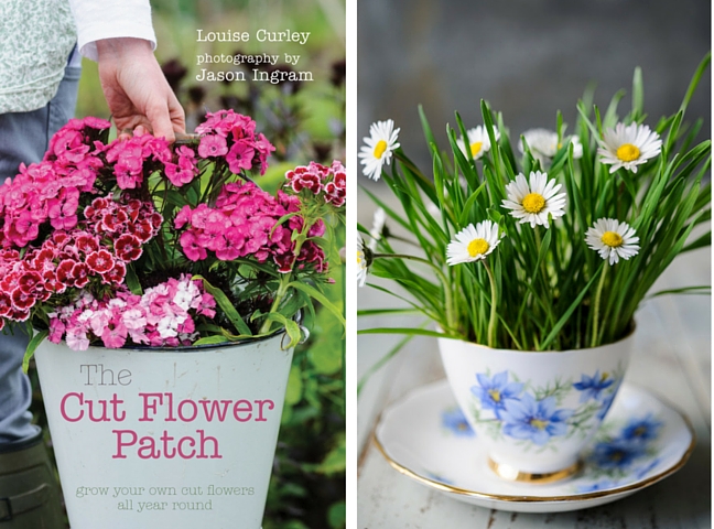 Louise Curley, Wellywoman