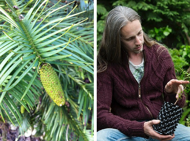 Robbie Blackhall-Miles, Fossil Plants