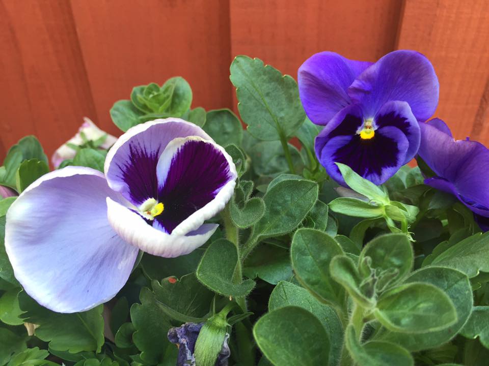 Purple pansies