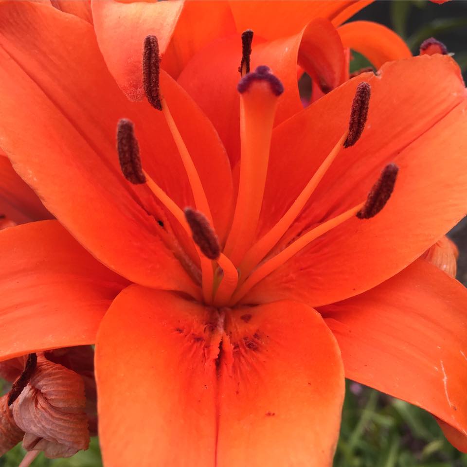 An orange Asiatic lily