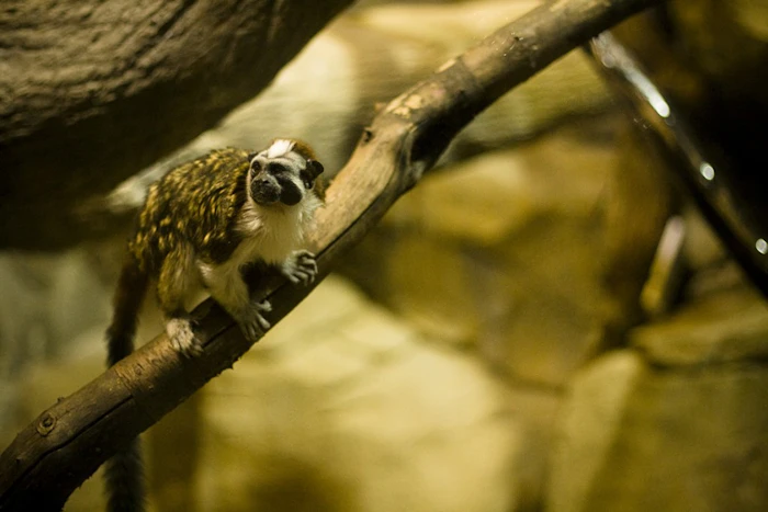 Small monkey clinging to a branch