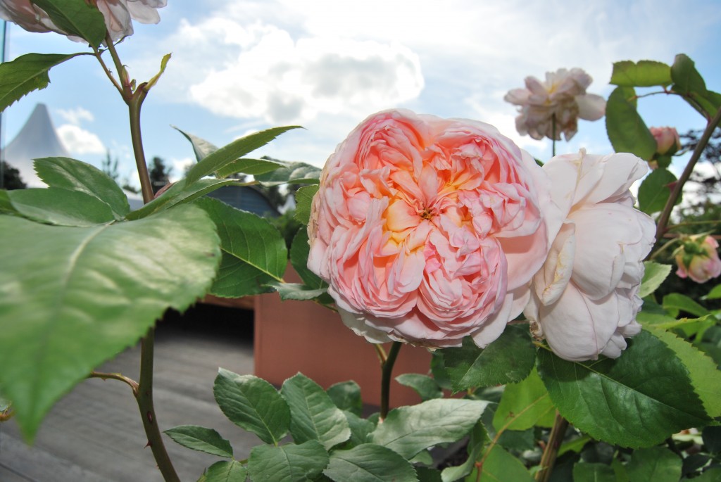 RHS Hampton Court Flower Show roses