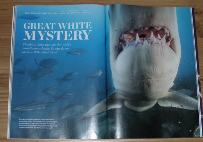 sharks national geographic