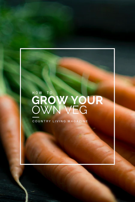 How to grow your own veg | magazine.co.uk